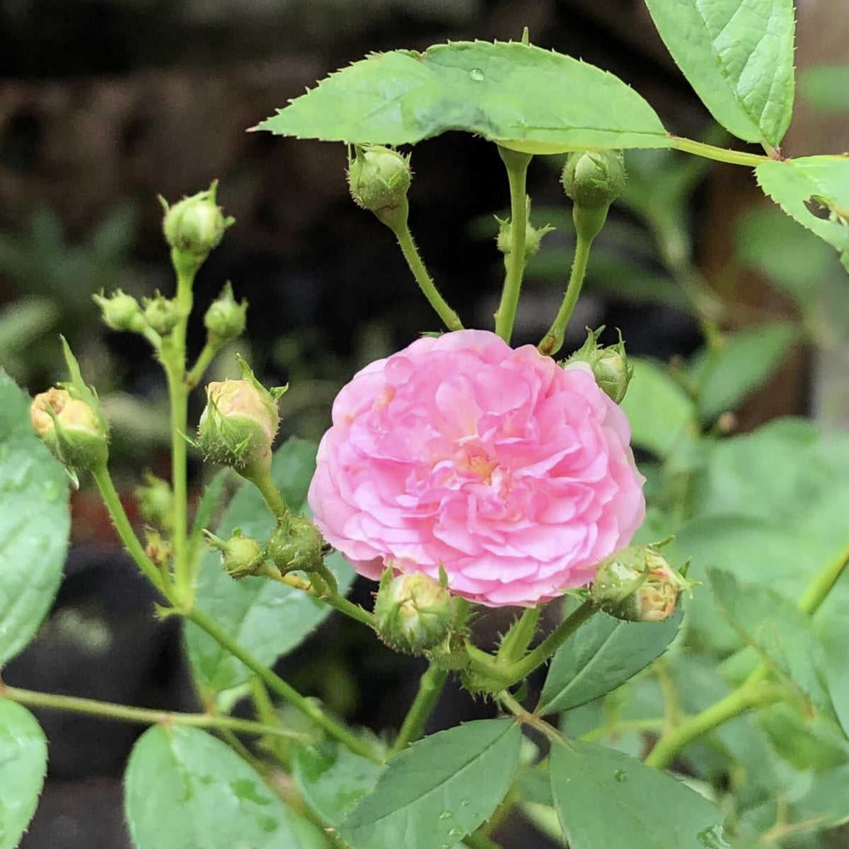Dongmei Perennial Flower Rose Seeds - 1150, 30+ seeds