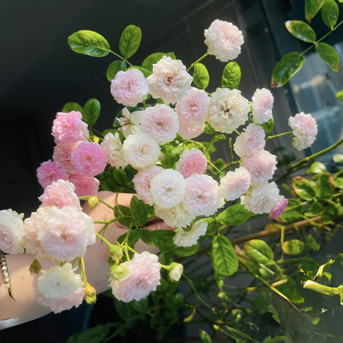 Dongmei Perennial Flower Rose Seeds - 1150, 30+ seeds
