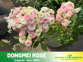 30+ Seeds| Dongmei  Perennial Flower Rose Seeds -  1150
