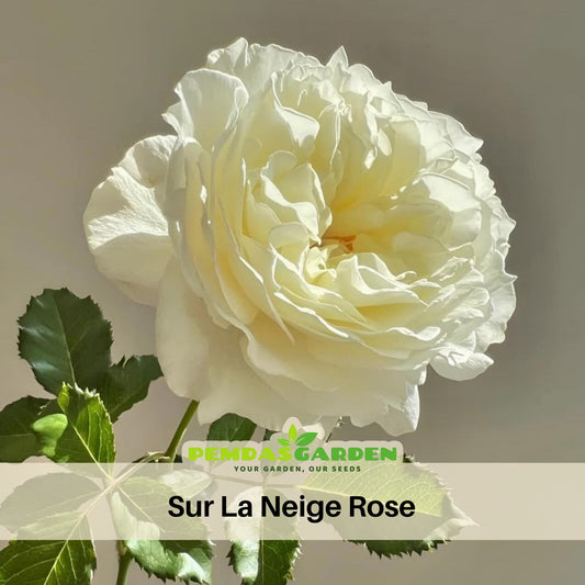 Sur la Neige Rose Seeds, 30+ seeds