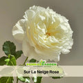 30+ Seeds| 雪野一梦 - Sur La Neige Rose Seeds  #1151