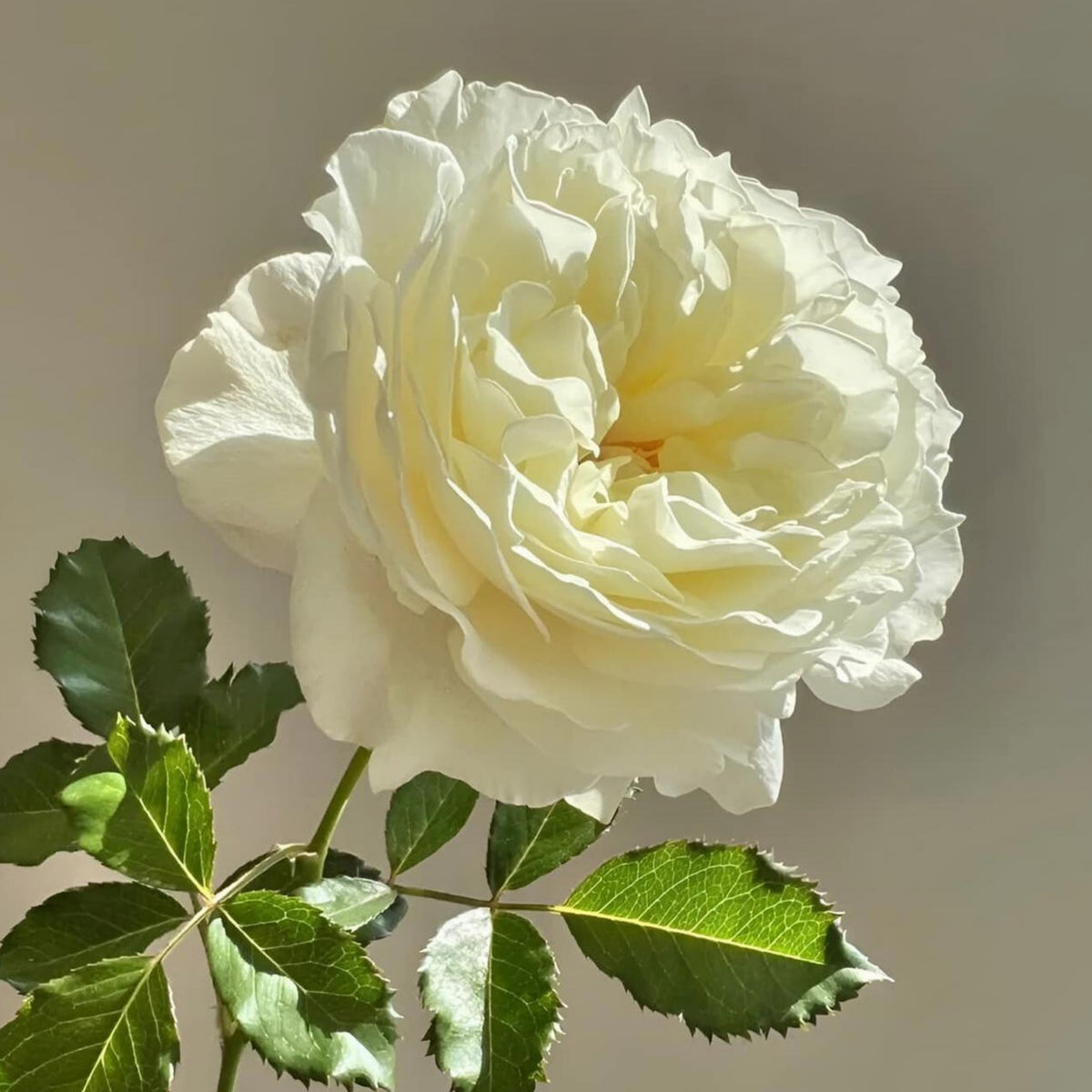 Sur la Neige Rose Seeds, 30+ seeds