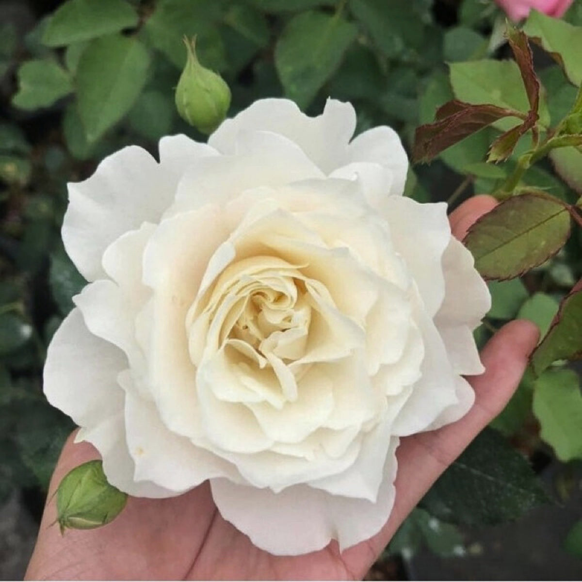 Sur la Neige Rose Seeds, 30+ seeds