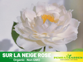 30+ Seeds| 雪野一梦 - Sur La Neige Rose Seeds  #1151