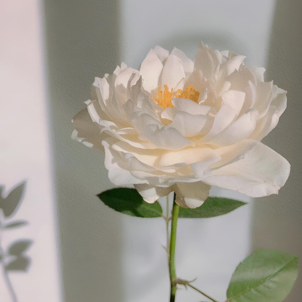 Sur la Neige Rose Seeds, 30+ seeds