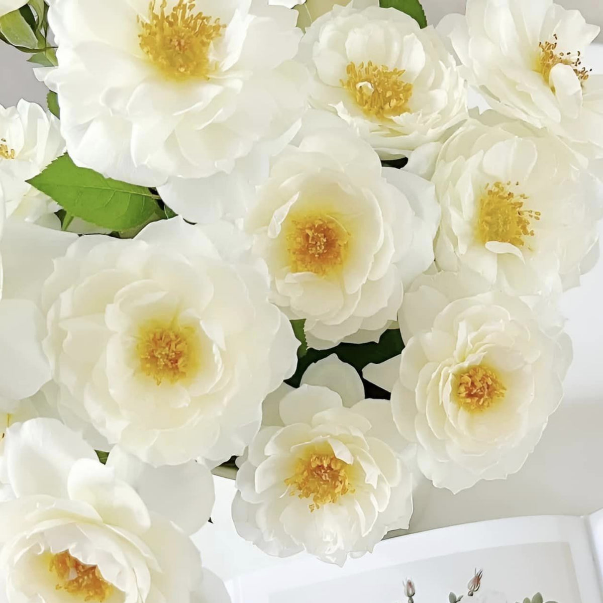 Sur la Neige Rose Seeds, 30+ seeds