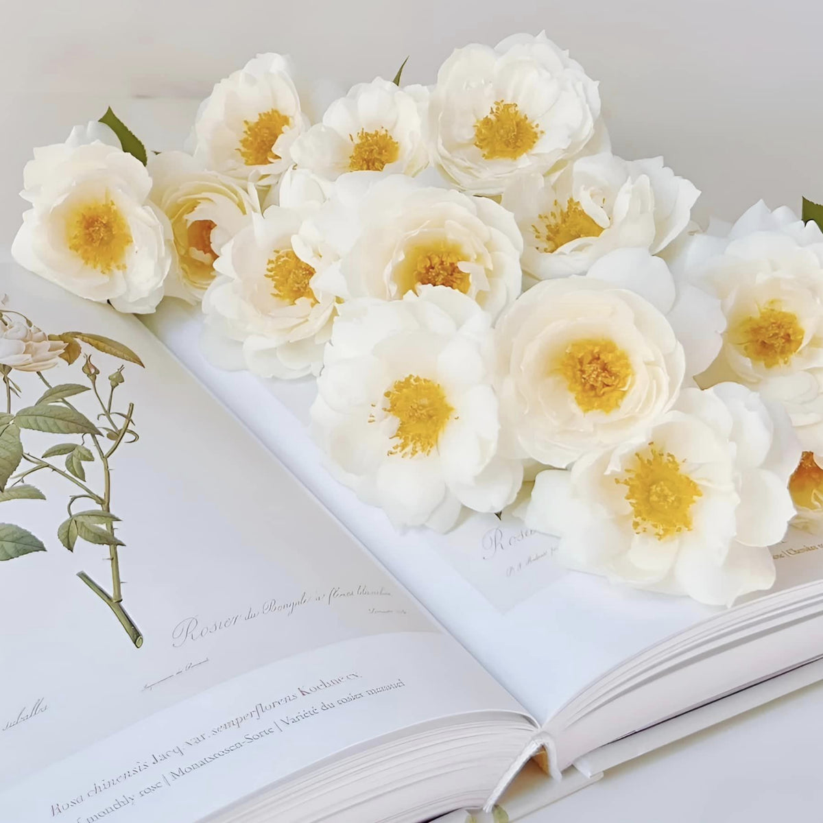 Sur la Neige Rose Seeds, 30+ seeds