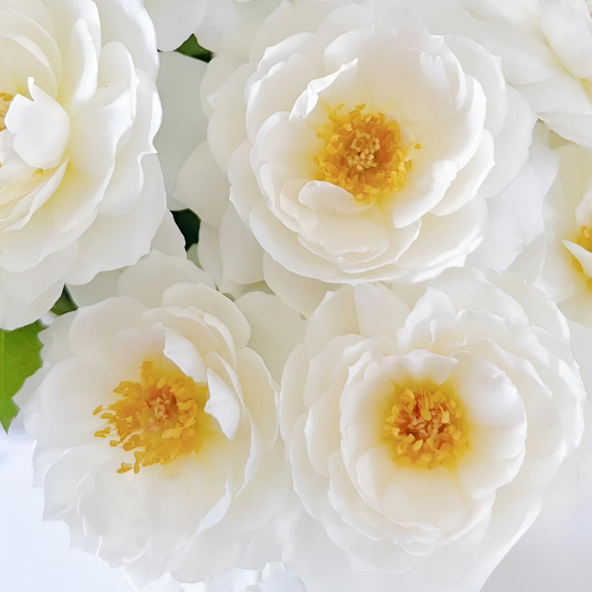 Sur la Neige Rose Seeds, 30+ seeds