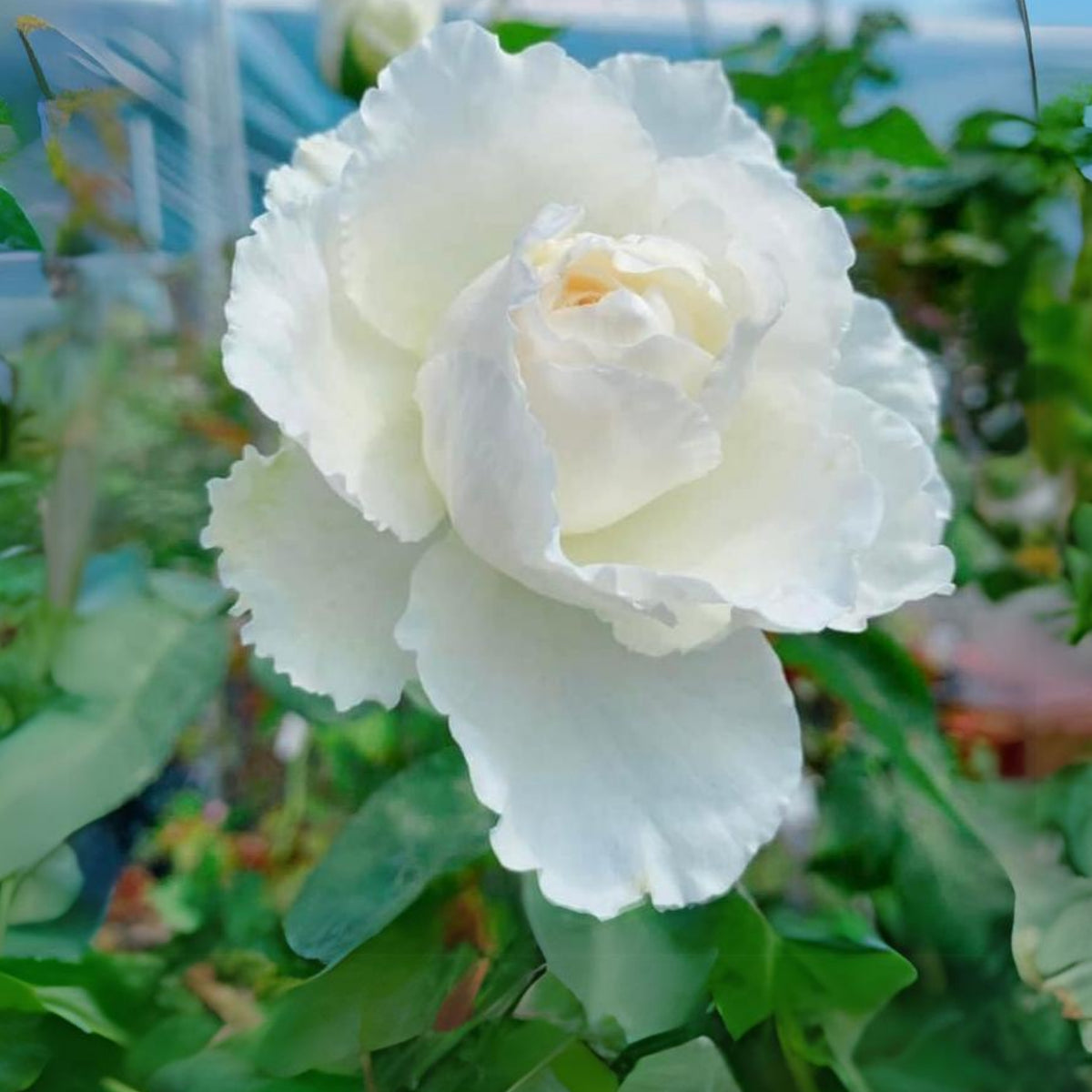 Sur la Neige Rose Seeds, 30+ seeds
