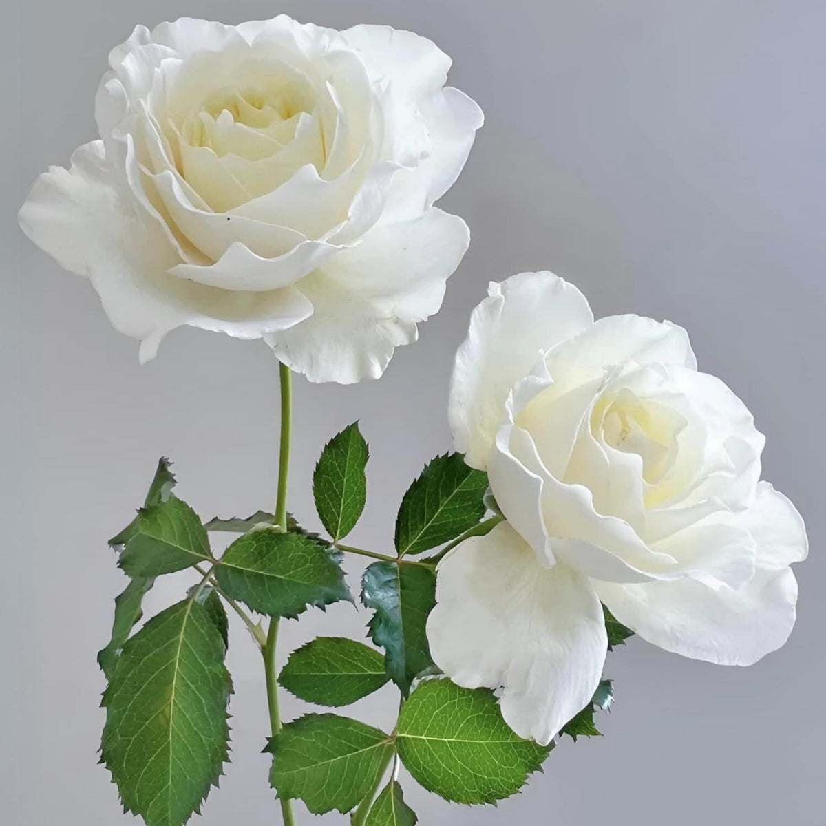 Sur la Neige Rose Seeds, 30+ seeds