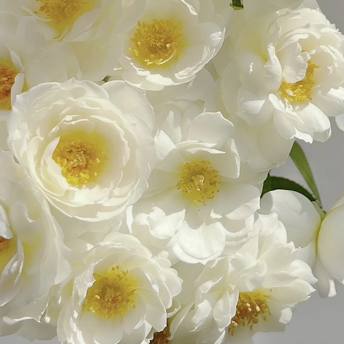 Sur la Neige Rose Seeds, 30+ seeds
