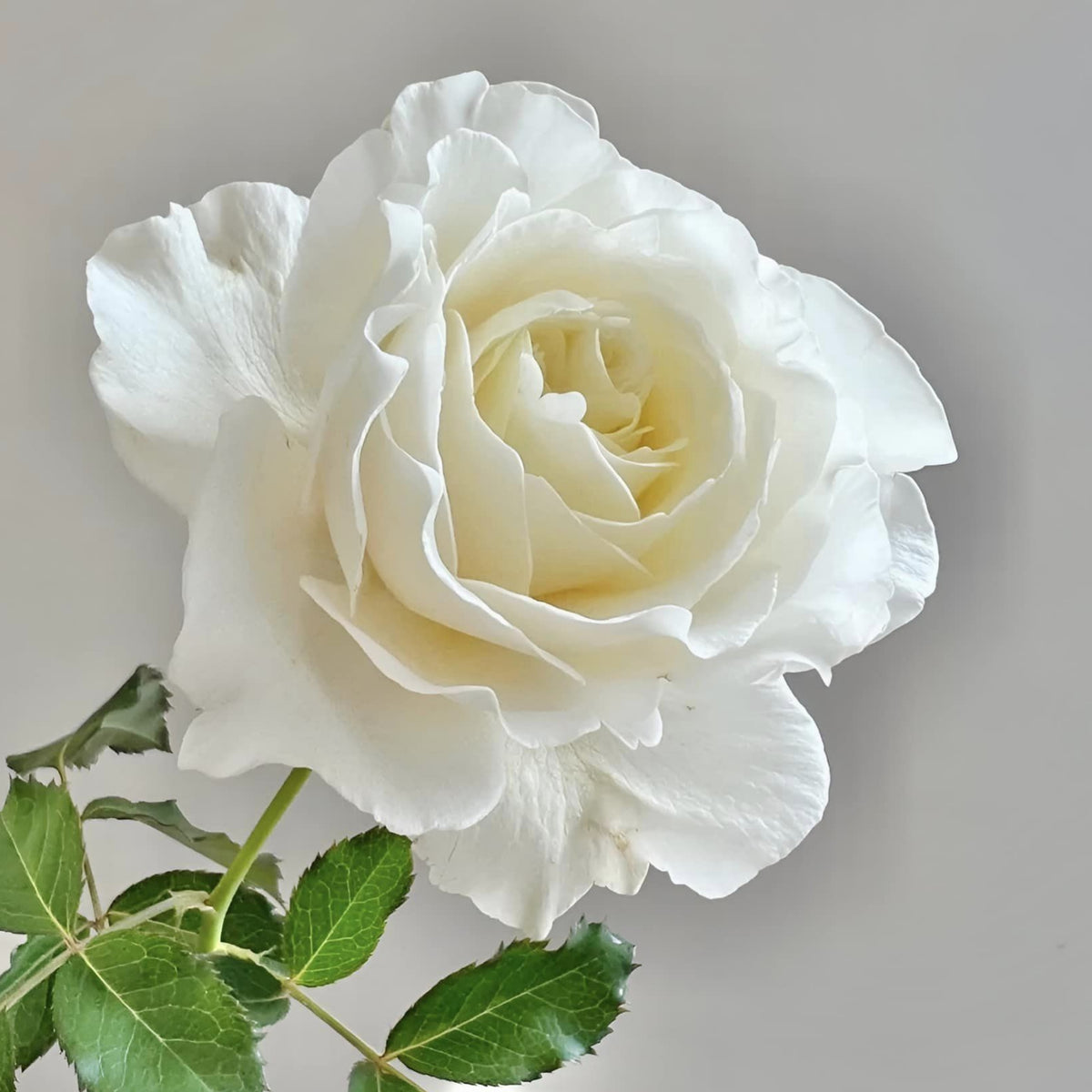 Sur la Neige Rose Seeds, 30+ seeds
