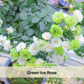30+ Seeds| Green ice rose seeds #1152