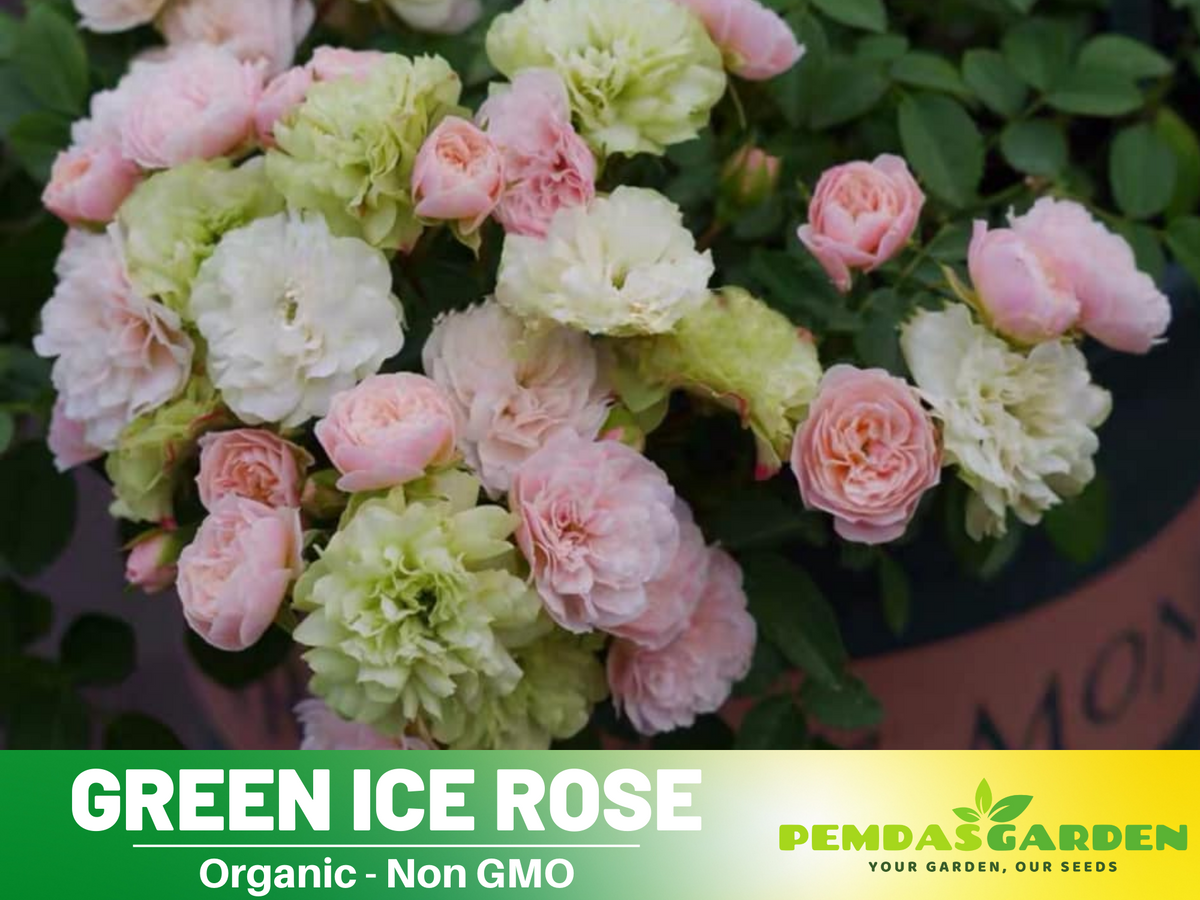 30+ Seeds| Green ice rose seeds  #1152