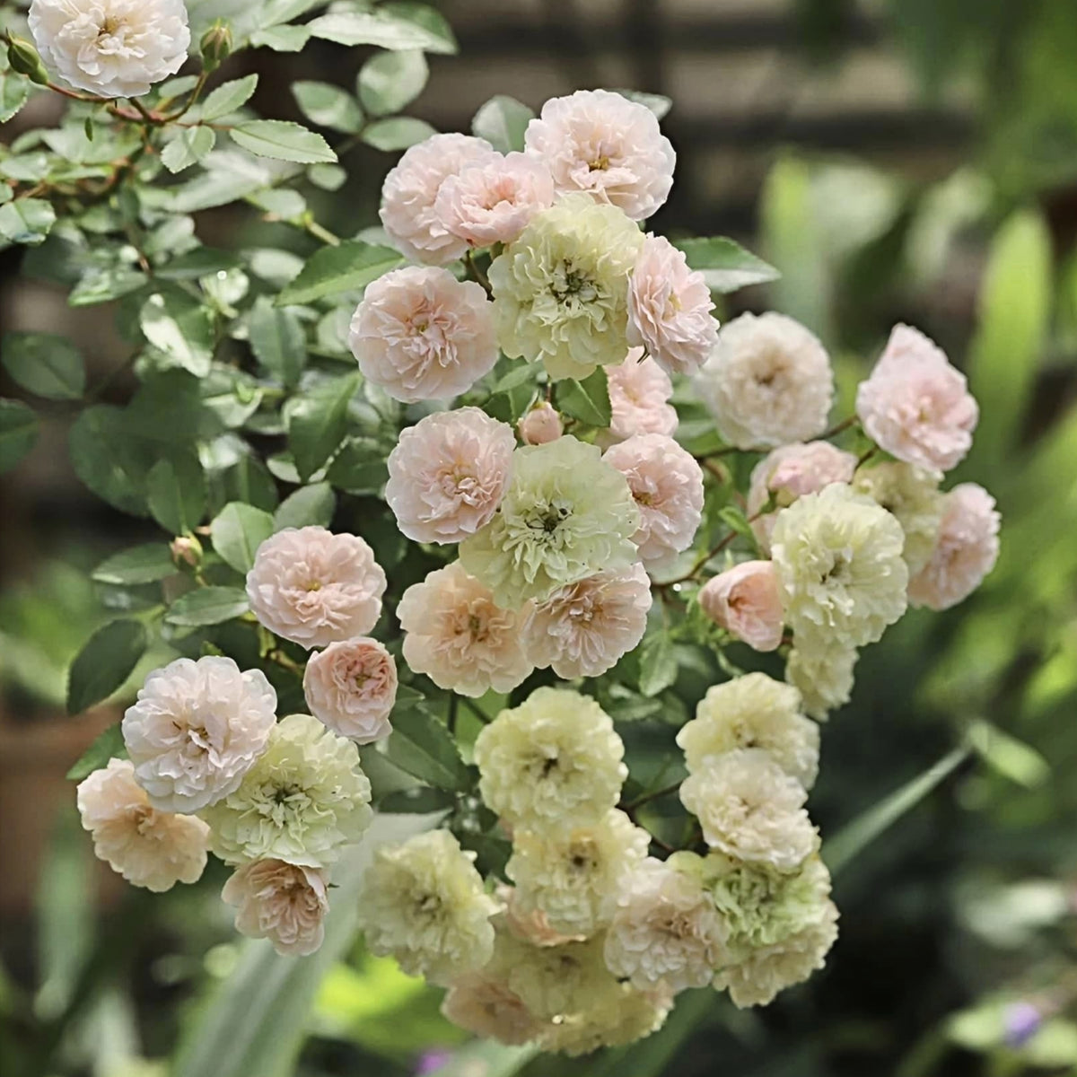 Green Ice Rose Seeds, 30+ seeds
