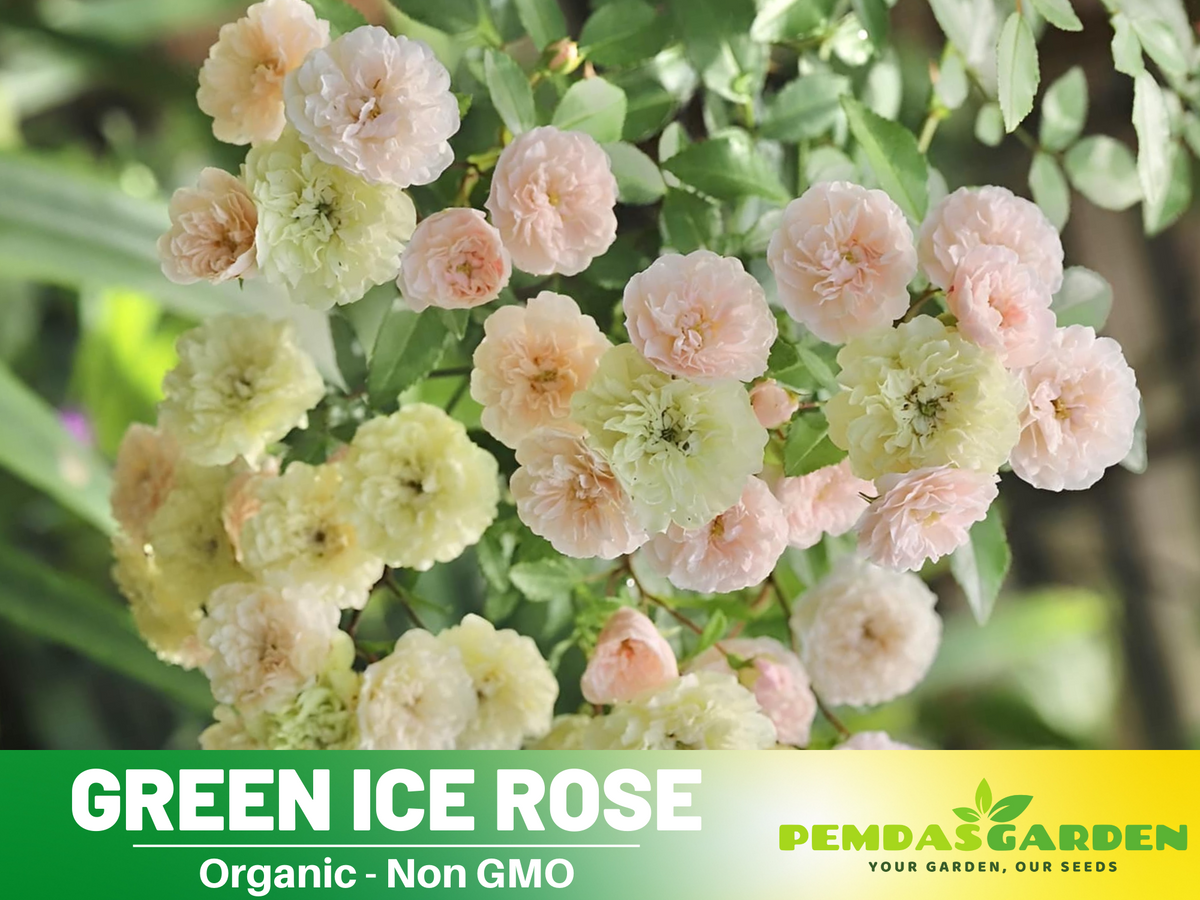 30+ Seeds| Green ice rose seeds  #1152