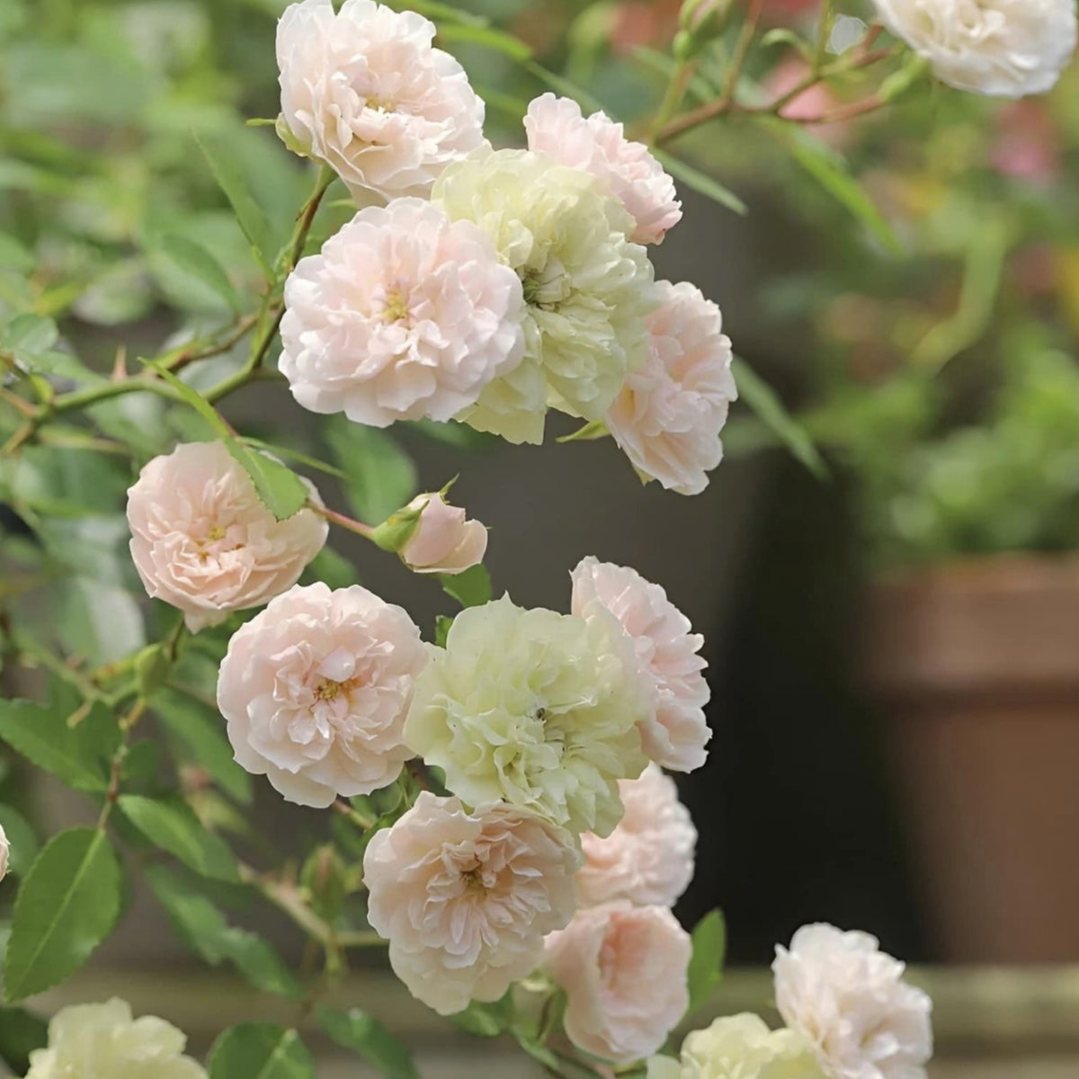 Green Ice Rose Seeds, 30+ seeds