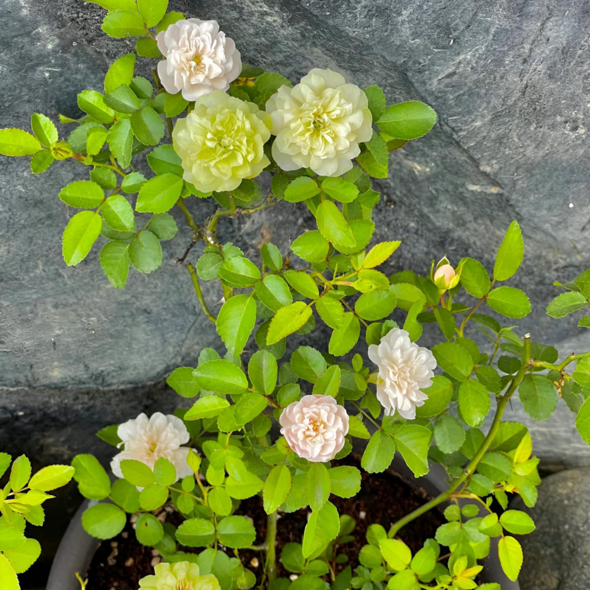 Green Ice Rose Seeds, 30+ seeds