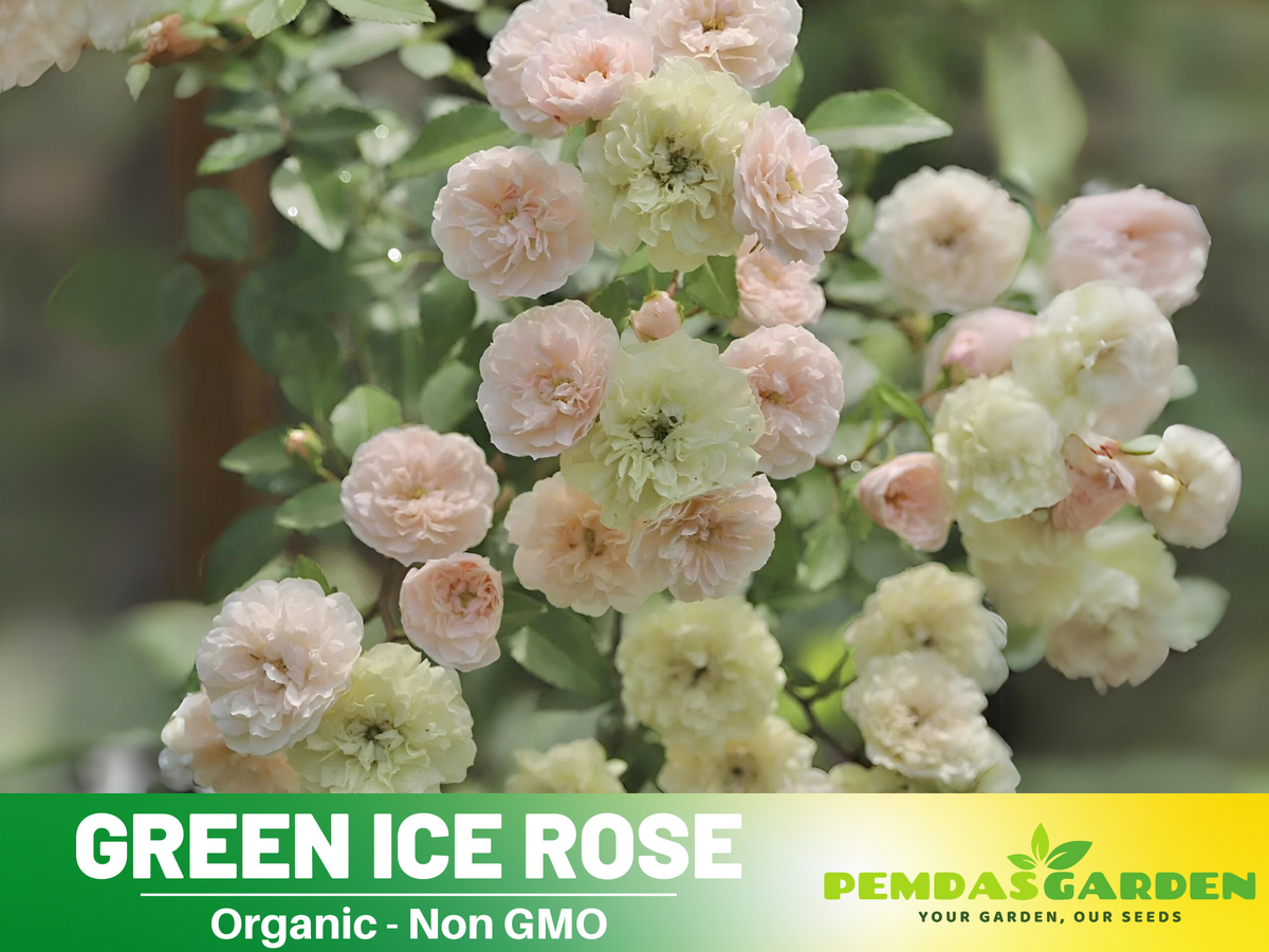 30+ Seeds| Green ice rose seeds  #1152