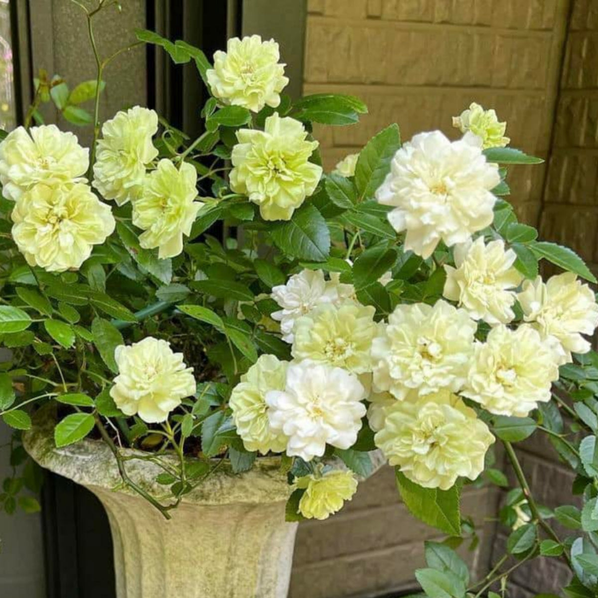 Green Ice Rose Seeds, 30+ seeds