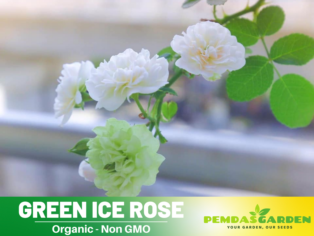 30+ Seeds| Green ice rose seeds  #1152