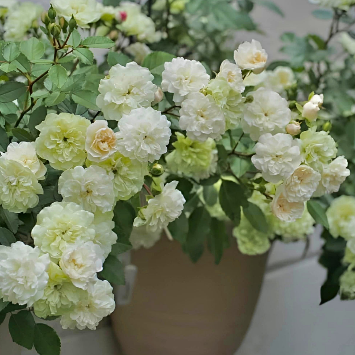 Green Ice Rose Seeds, 30+ seeds