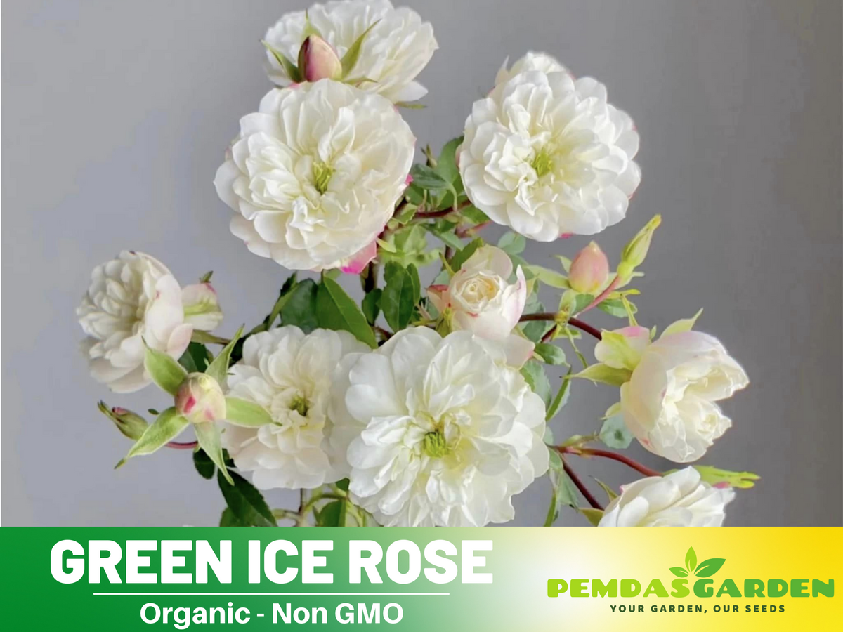 30+ Seeds| Green ice rose seeds  #1152