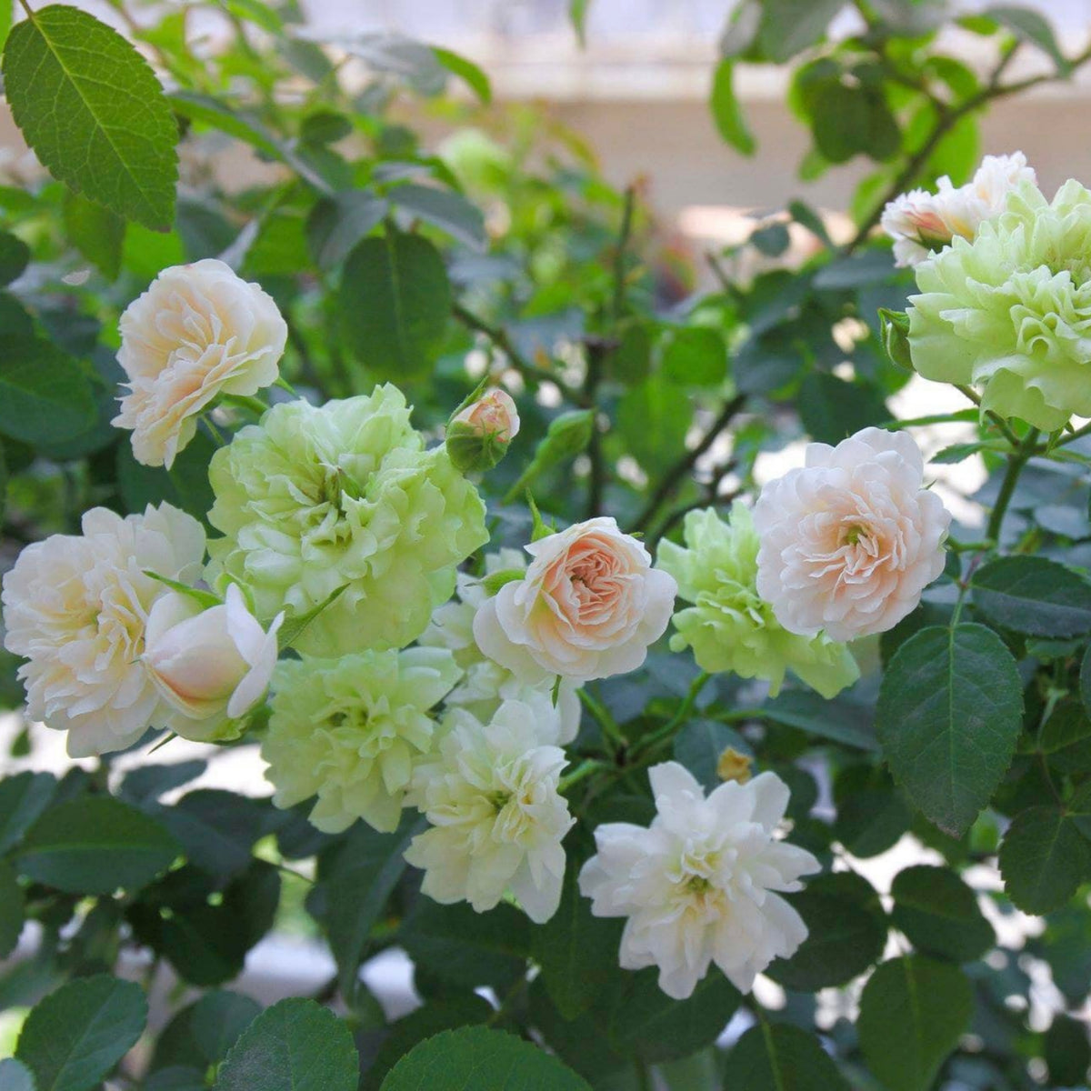 Green Ice Rose Seeds, 30+ seeds