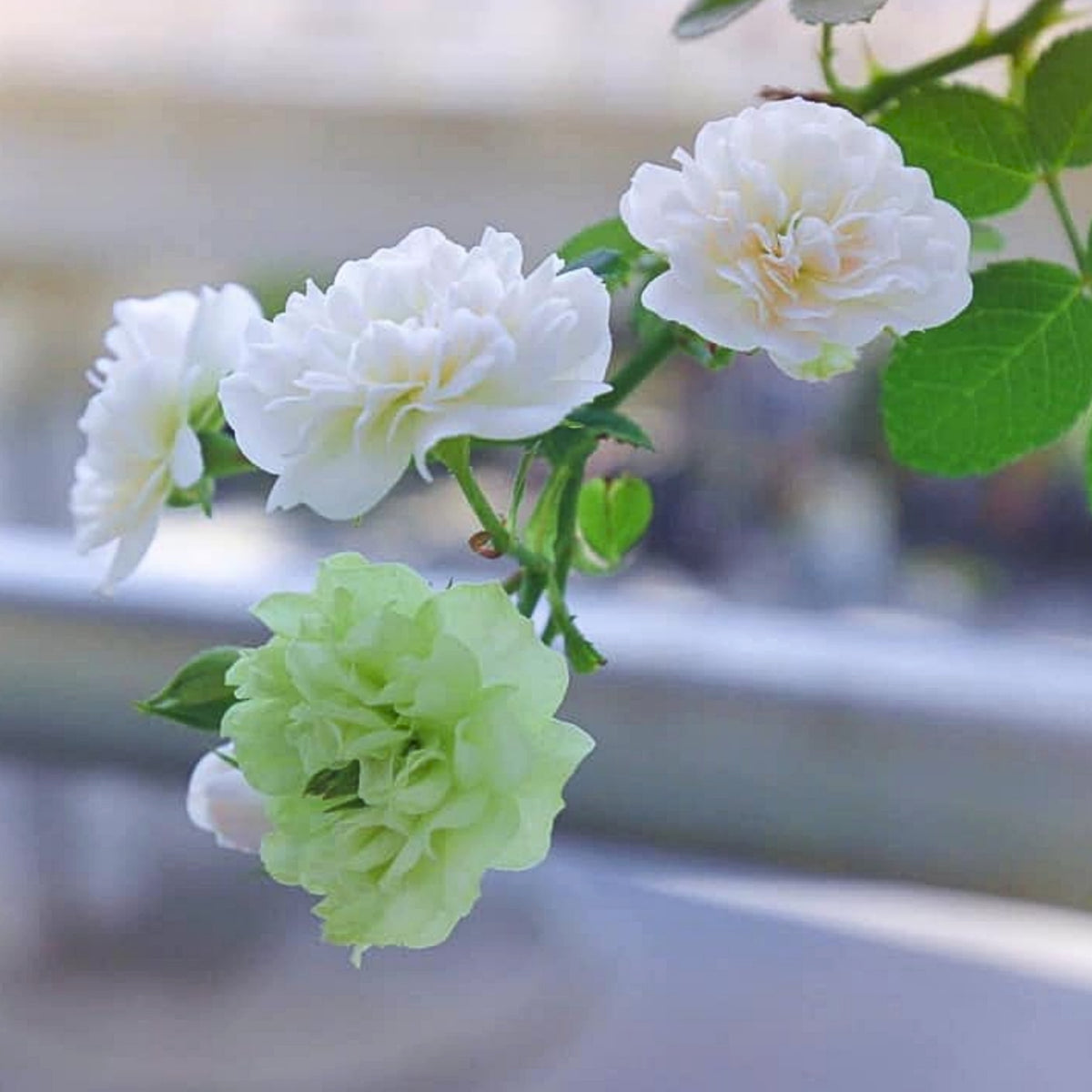 Green Ice Rose Seeds, 30+ seeds