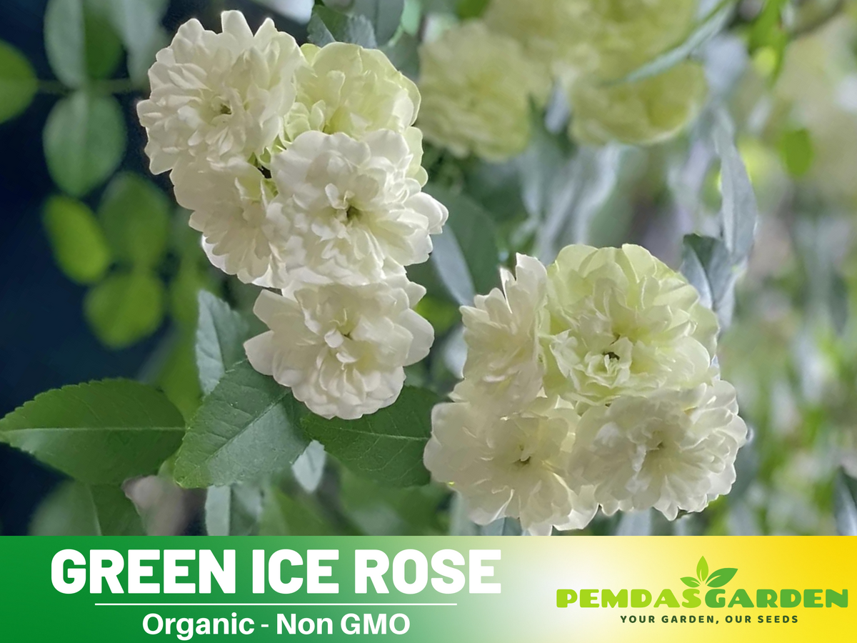 30+ Seeds| Green ice rose seeds  #1152