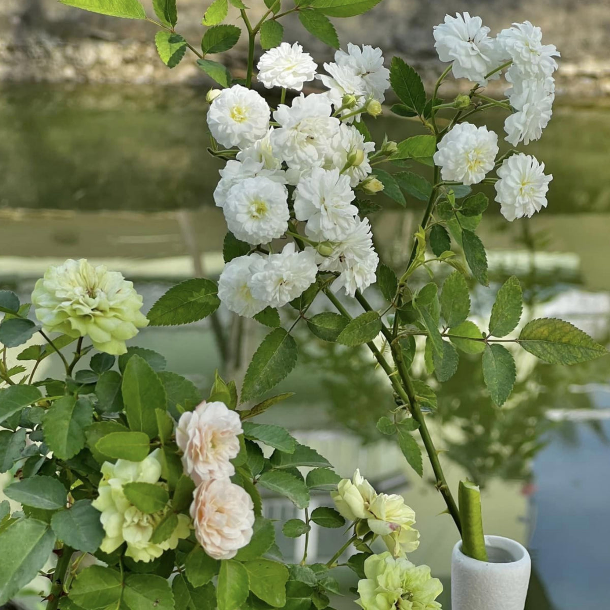 Green Ice Rose Seeds, 30+ seeds