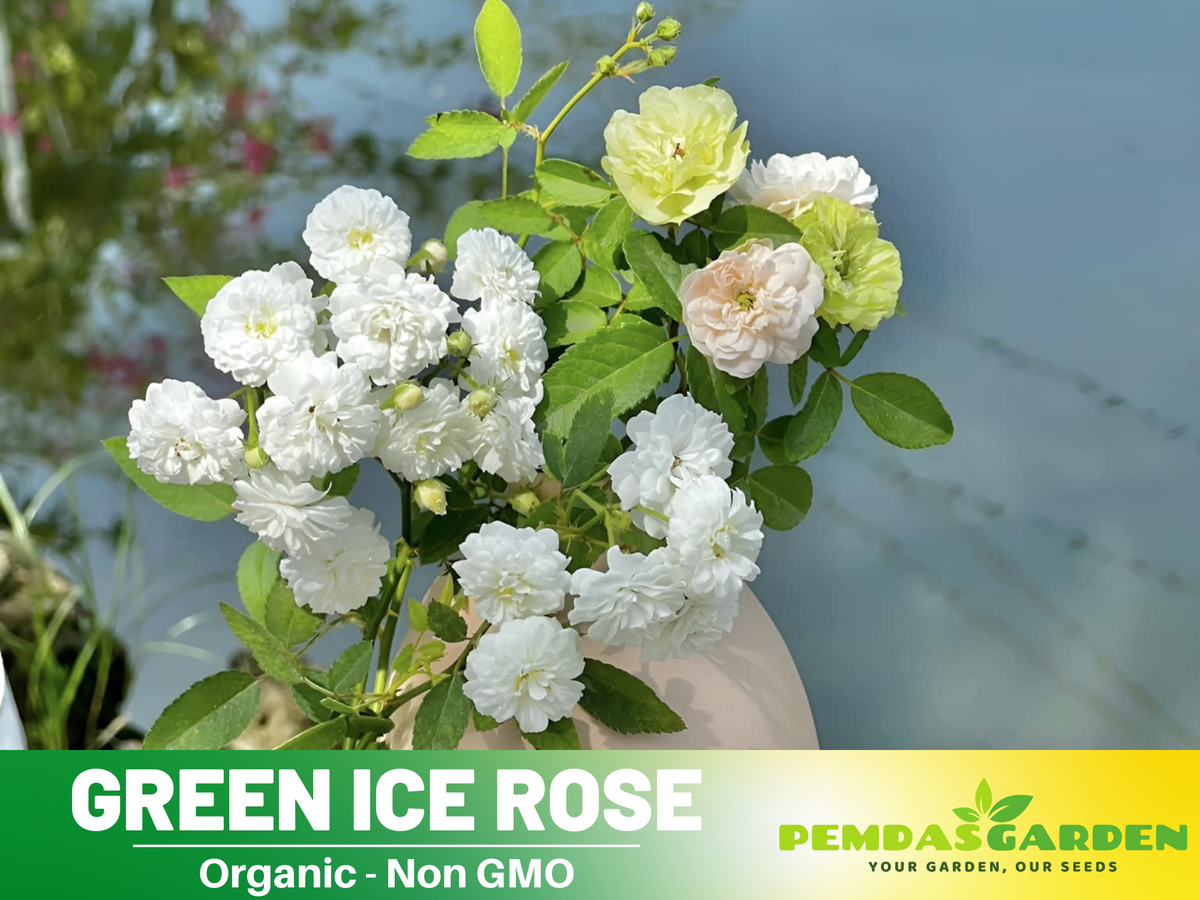 30+ Seeds| Green ice rose seeds #1152