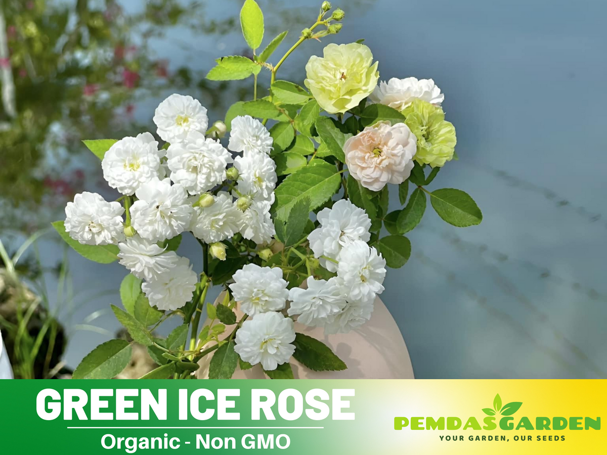 30+ Seeds| Green ice rose seeds  #1152