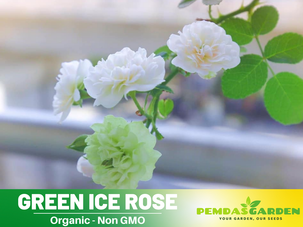 30+ Seeds| Green ice rose seeds  #1152