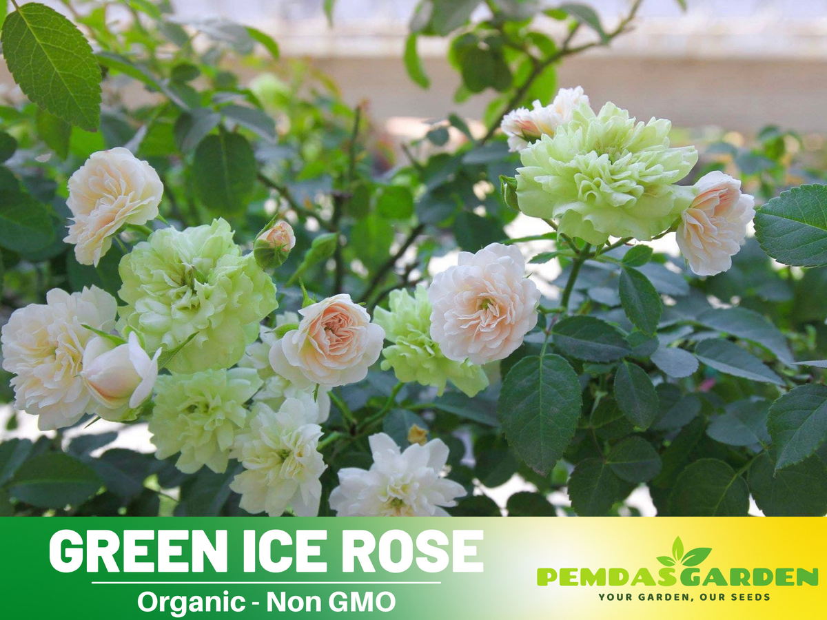 30+ Seeds| Green ice rose seeds #1152