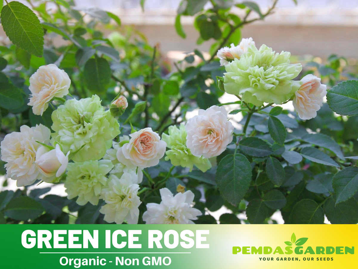 30+ Seeds| Green ice rose seeds  #1152