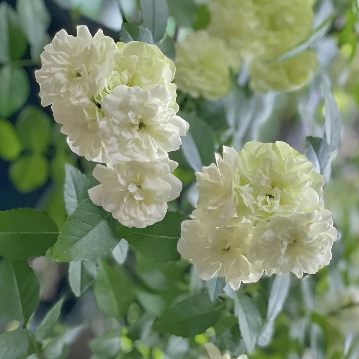 Green Ice Rose Seeds, 30+ seeds