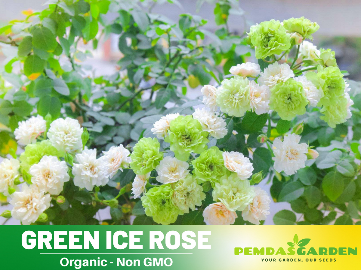 30+ Seeds| Green ice rose seeds  #1152