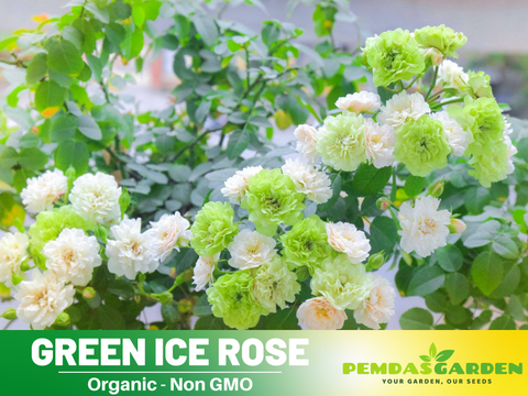 miniature rose seeds 30+ Seeds| Green ice rose seeds #1152 – PEMDASGARDEN