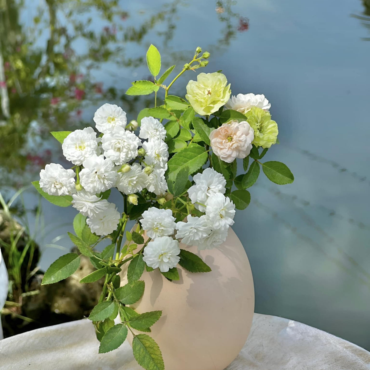 Green Ice Rose Seeds, 30+ seeds