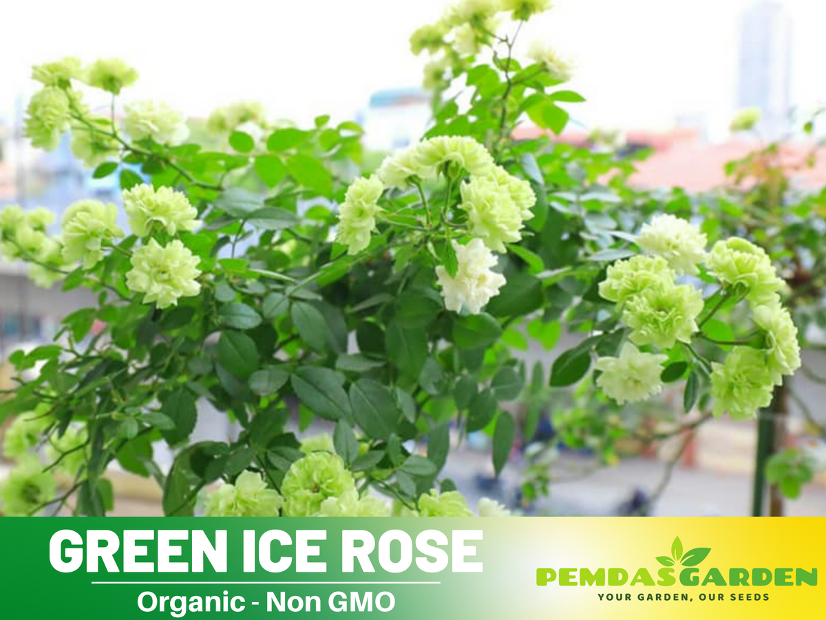 30+ Seeds| Green ice rose seeds  #1152