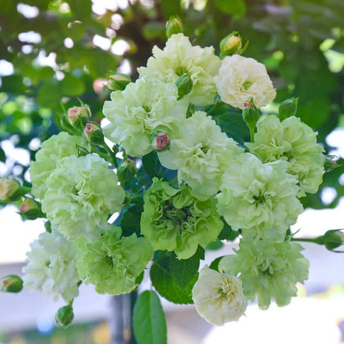 Green Ice Rose Seeds, 30+ seeds