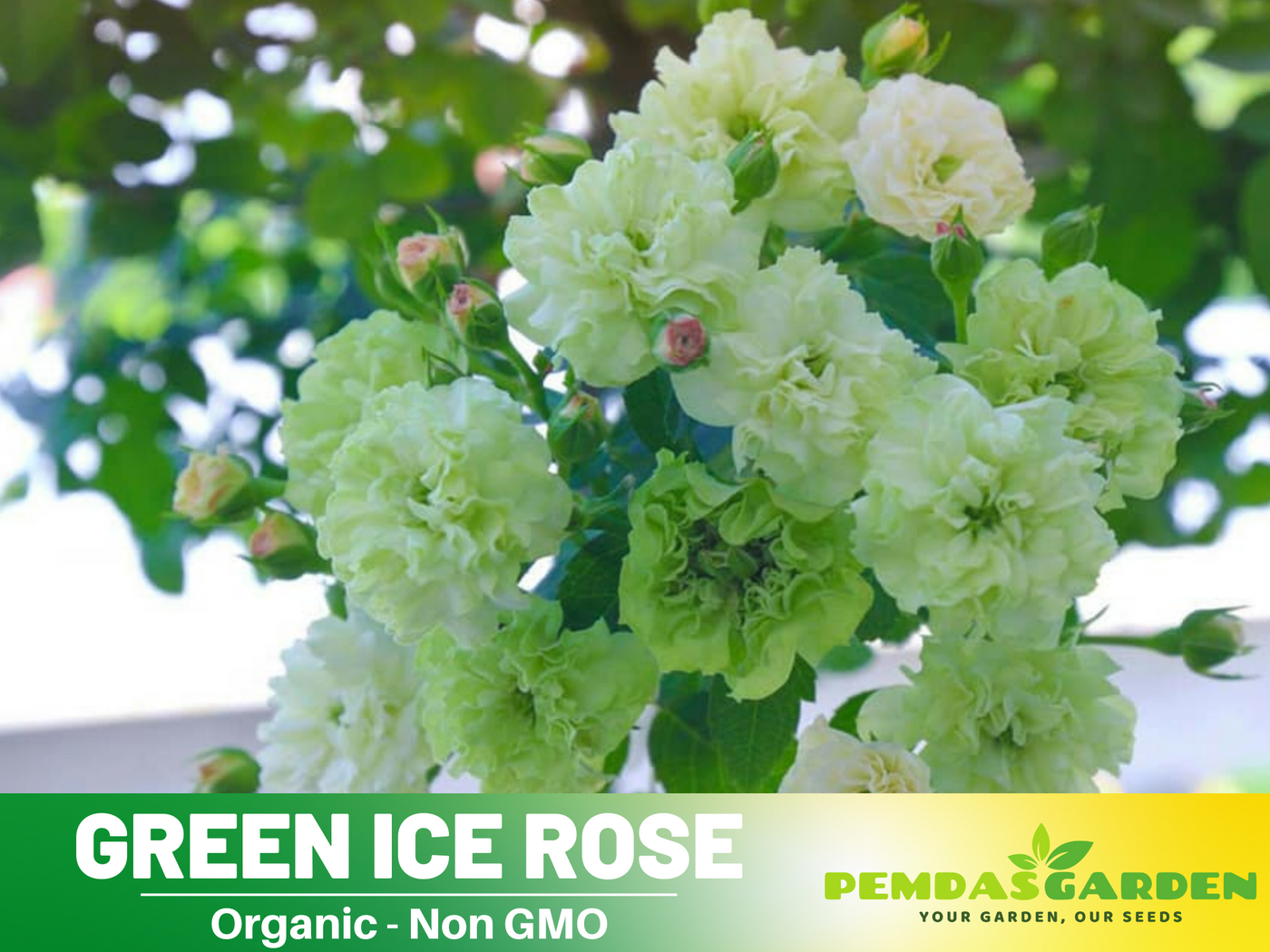green rose seeds for sale 30+ Seeds| Green ice rose seeds #1152 – PEMDASGARDEN