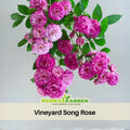 30+ Seeds| Vineyard Song Rose Seeds #1153