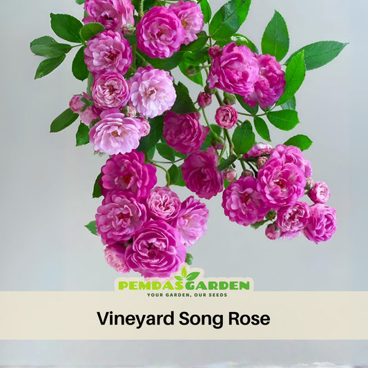 Vineyard Song Rose Seeds, 30+ seeds