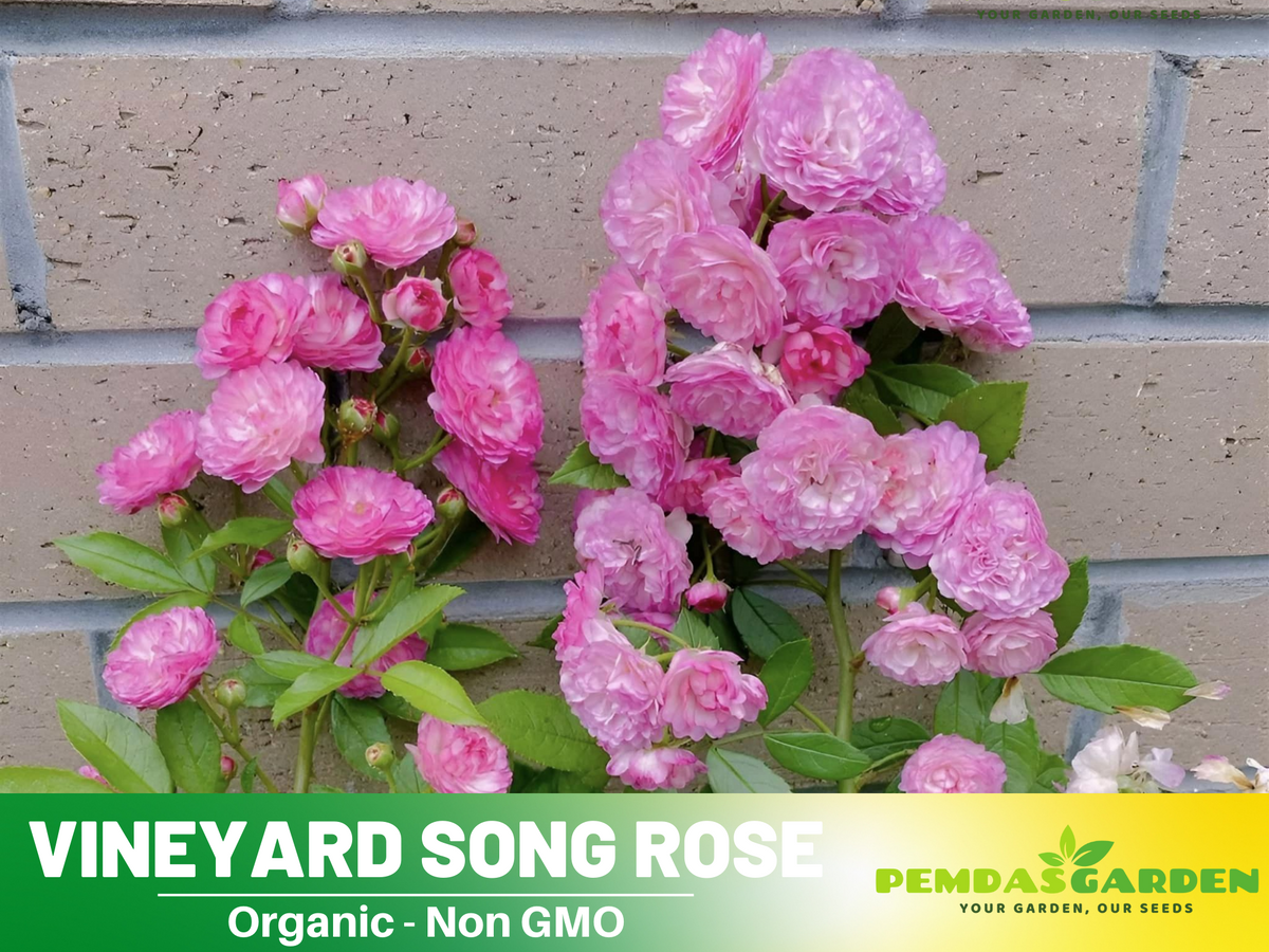30+ Seeds| Vineyard Song Rose Seeds #1153