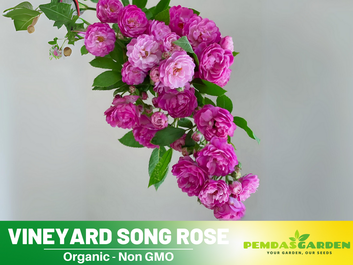 30+ Seeds| Vineyard Song Rose Seeds  #1153