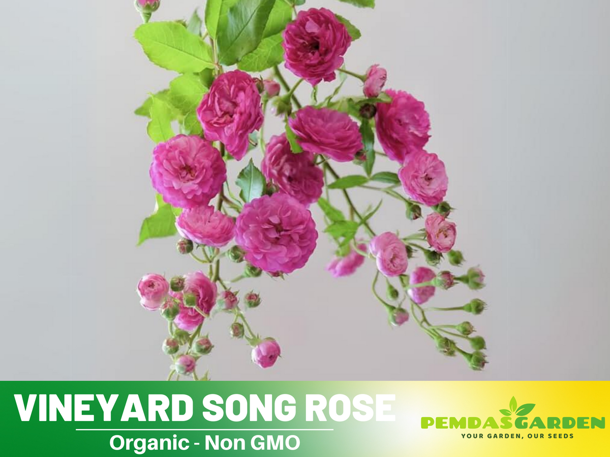 30+ Seeds| Vineyard Song Rose Seeds  #1153