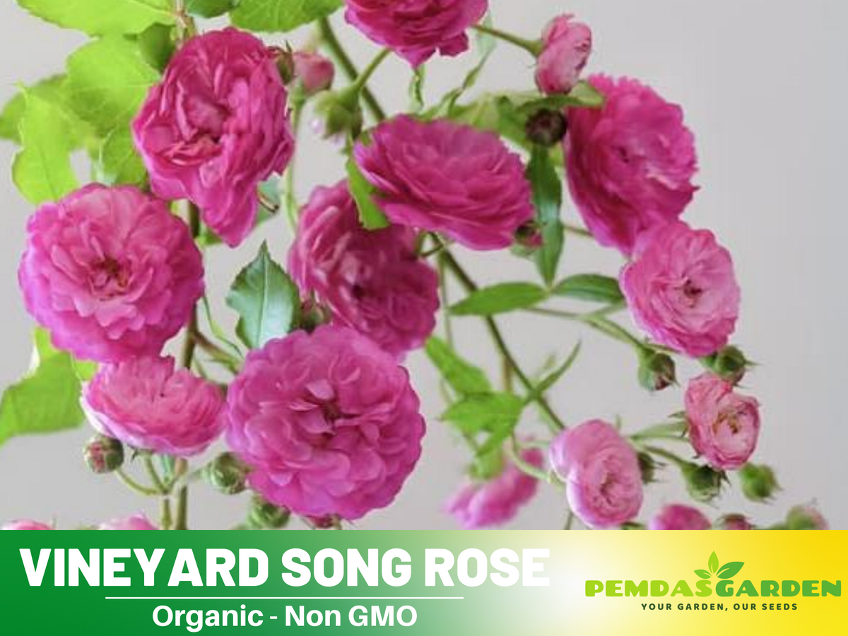 30+ Seeds| Vineyard Song Rose Seeds #1153