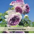 30+ Seeds| Blue Moonstone Rose Seeds #1154